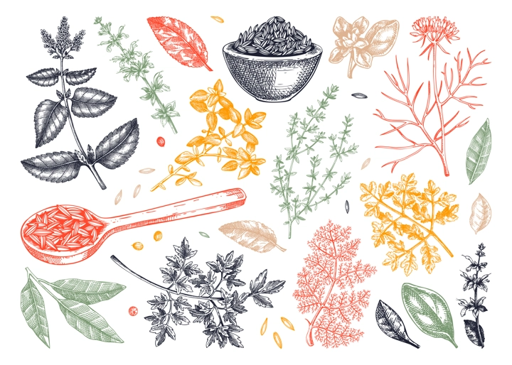 Middle Eastern cuisine herb and spice sketches set. Parsley, thyme, cumin, laurel, mint, sage, cilantro drawing. Kitchen spices hand-drawn vector illustration. NOT AI genereted